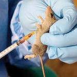 Lassa-fever-OK
