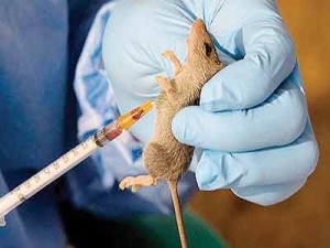 Lassa-fever-OK