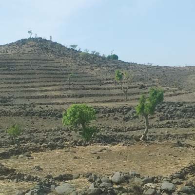 Farming on rock