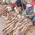 growing cassava