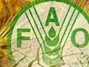 FAO_2