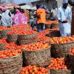 tomatoes