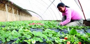 Chines farm