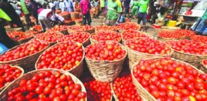 Tomatos