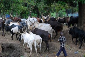 fulani-herdsmen-7