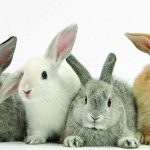 Four baby rabbits