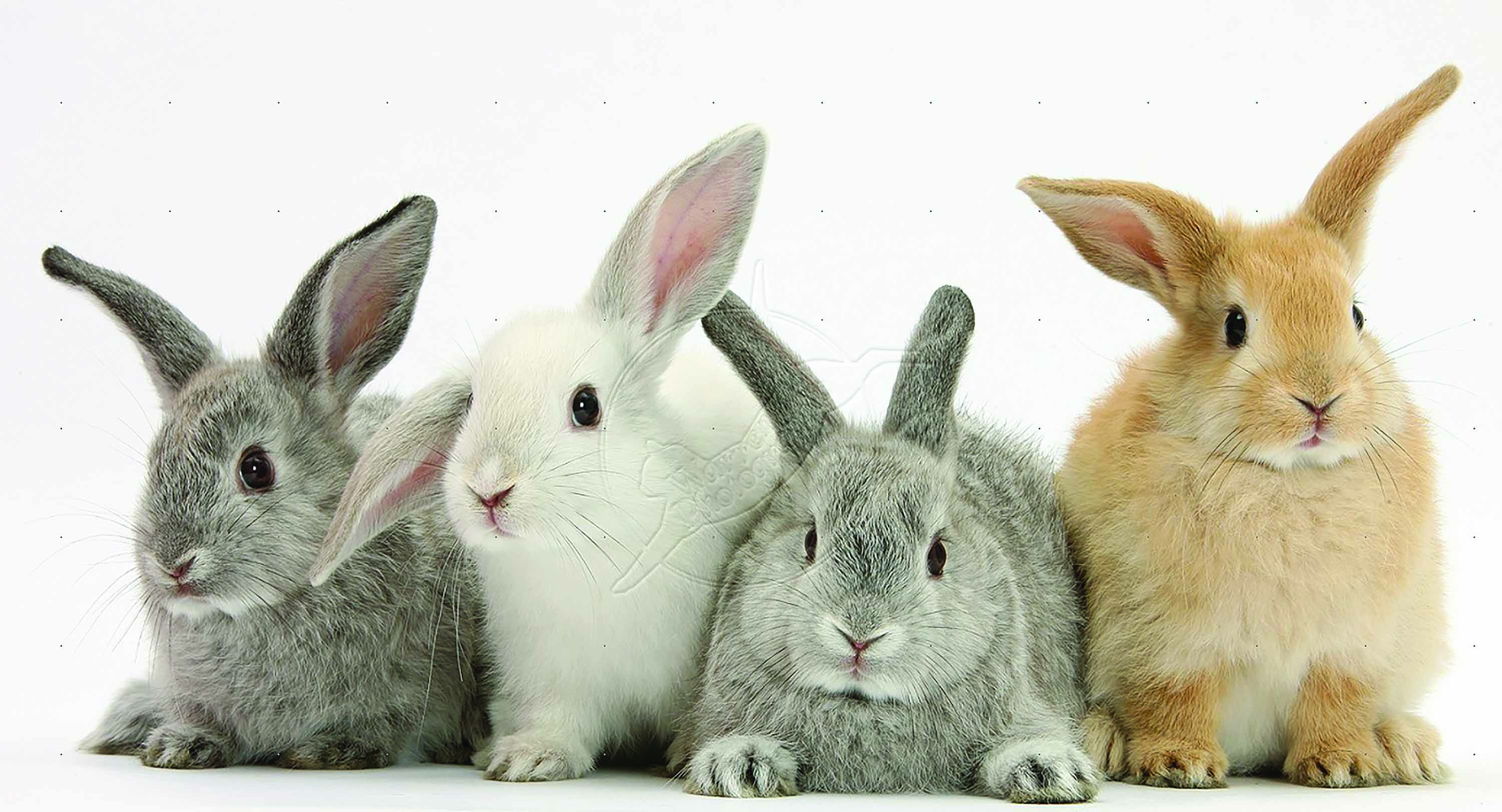 Four baby rabbits