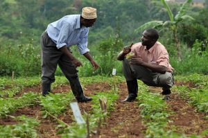 Nigerian-Farmers