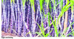 Sugar cane