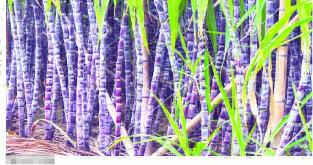 Sugar cane