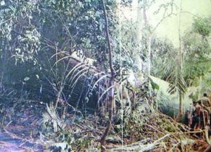 the-nigerian-air-force-c-130-hercules-air-crash-of-1992-1