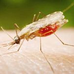 anopheles-1