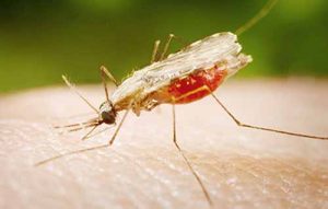 anopheles-1