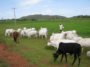 fulani-herdsmen-the-trent1