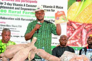 maize-specie