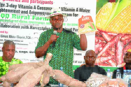 maize-specie