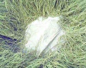 a-rice-plantation-in-abakaliki