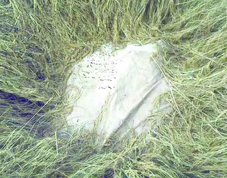 a-rice-plantation-in-abakaliki