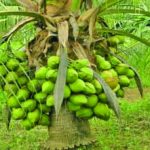 coconut