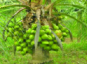 coconut