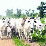 cows-grazing-in-niger-state