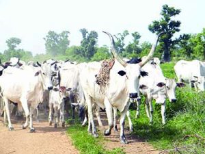 cows-grazing-in-niger-state