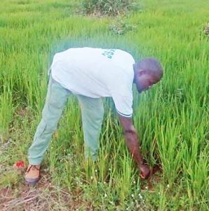 kanjal-in-his-rice-farm-cc