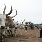 Mali: Bamako: Niamana livestock market