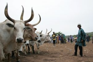 Mali: Bamako: Niamana livestock market