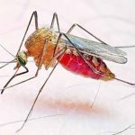 mosquito