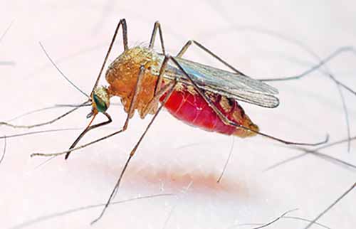 mosquito