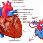 human-heart-anatomy-of-the-heart-cardiovascular-system-1