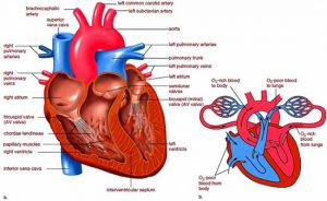 human-heart-anatomy-of-the-heart-cardiovascular-system-1
