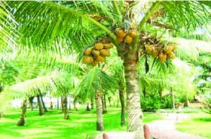 coconut