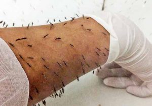 x_lon_malaria