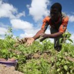 African-farmers-320×180
