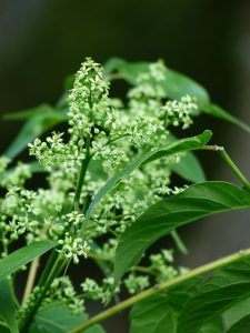 bitter leaf