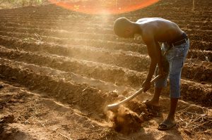 Africa_Food_Security_15_(10665294293)