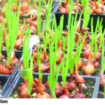 ONIONS
