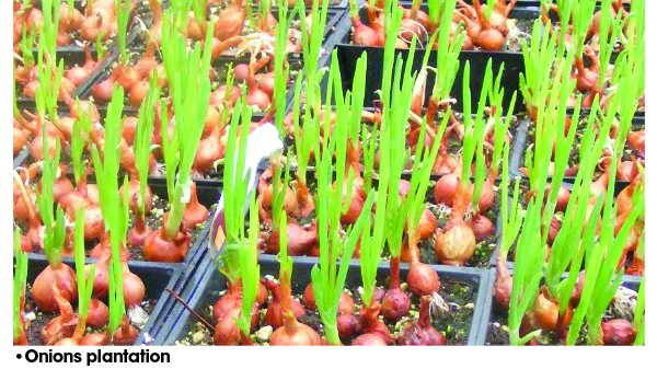 ONIONS