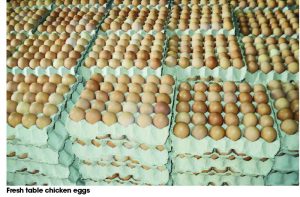 EGGS