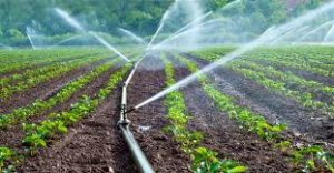 agric