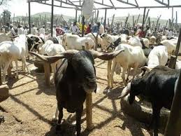 cattle