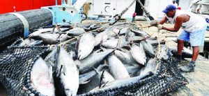 fishing
