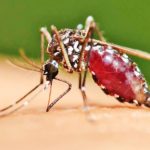 MALARIA