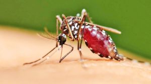 MALARIA