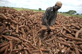cassava
