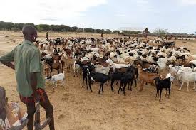 cattle