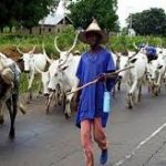 cattle