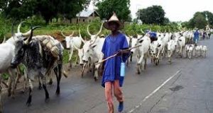 cattle